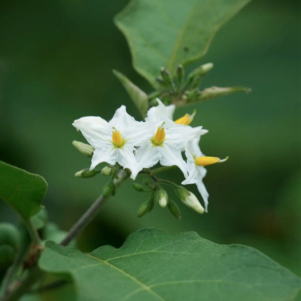 Turkey Berry, 500 Seeds