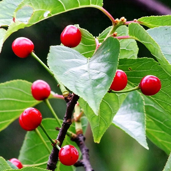 Wild Cherry Rootstock, 200 Seeds