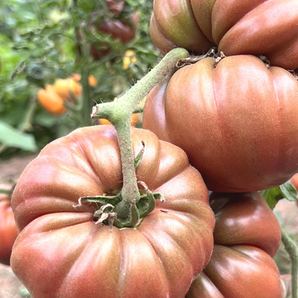 Black Steak Tomato, 100 Seeds