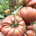 Black Steak Tomato, 100 Seeds