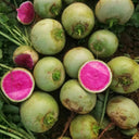 Beijing Mantanghong Radish Seeds, 10g