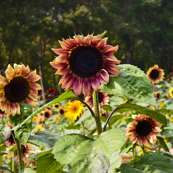 HEL25 Sunflower, 100 Seeds