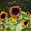 HEL25 Sunflower, 100 Seeds