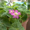 Oxalis corymbosa 'Aureo-reticulata', 5 Bulbs