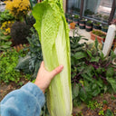 Taiyuan Erqing Chinese cabbage Seeds, 5 × 5g Bags