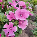 Flower Mallow (Lavatera trimestris) Seeds, 100 Seeds