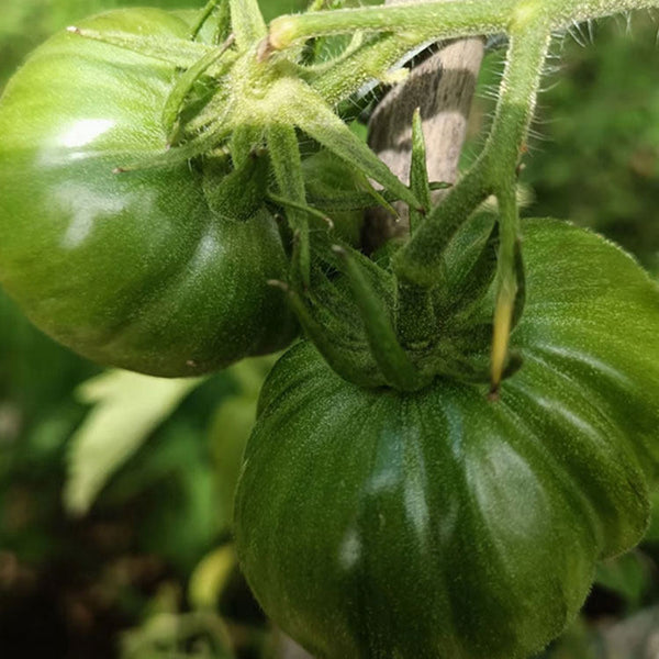 'Yellow Beauty' Beefsteak Tomato, 10 Seeds