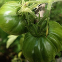 'Yellow Beauty' Beefsteak Tomato, 10 Seeds