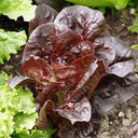 Purple Leaf Romaine Lettuce Seeds, 3g
