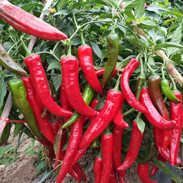 Extra Spicy 'La Mei Zi' Pepper Seeds, 1g