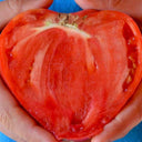 Russian Pink Oxheart Tomato Seeds, 3 Seeds