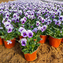 Hezhichun Pansy 'Firmament', 30 Seeds