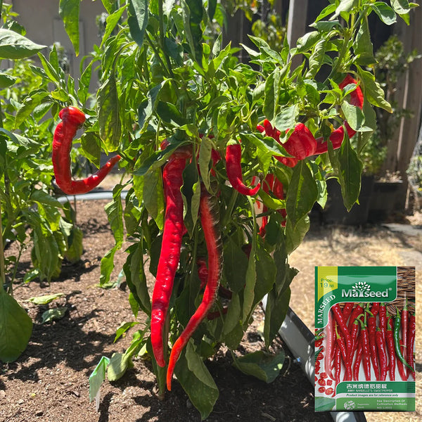 Jimmy Nardello Pepper, 10 Seeds