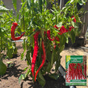 Jimmy Nardello Pepper, 10 Seeds