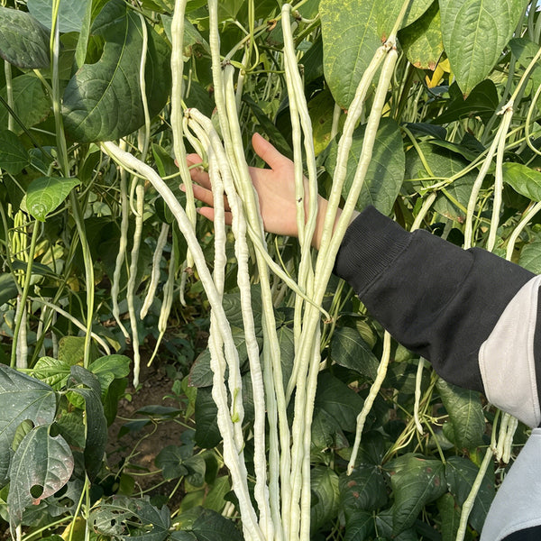 'Zhengjiang Yinshuai' Cowpea Seeds, 30g
