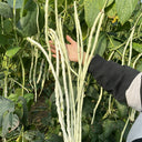 'Zhengjiang Yinshuai' Cowpea Seeds, 30g