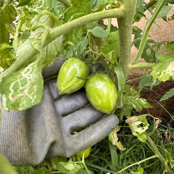 'Surprise Green Cream' Tomato Seeds, 5 Seeds