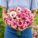 W1337 Double Zahara Raspberry Ripple Zinnia, 5 Seeds