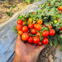841 MiniBell Red Tomato, 5 Seeds