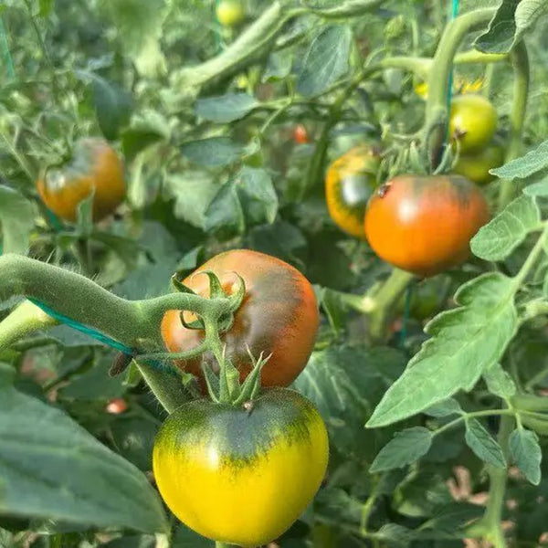 Super Sweet Sandy Strawberry Tomato, 100 Seeds