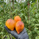 'Eden's Garden No. 6' Tomato Seeds, 5 Seeds