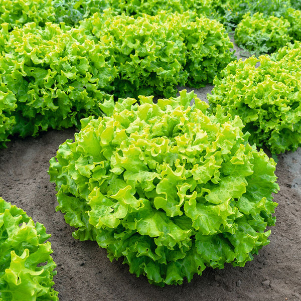 'Dasusheng' Lettuce Seeds, 10g