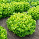 'Dasusheng' Lettuce Seeds, 10g