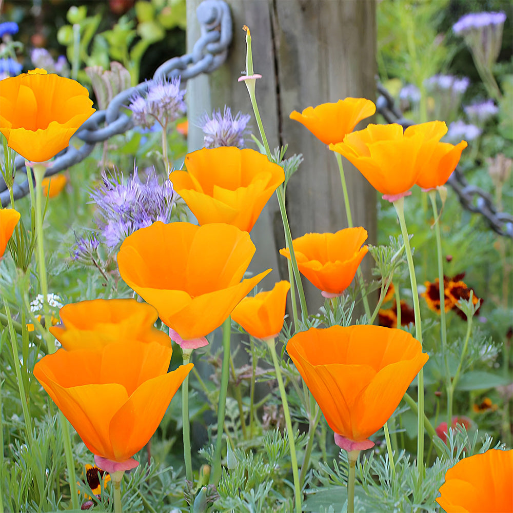 Eschscholzia californica Seeds