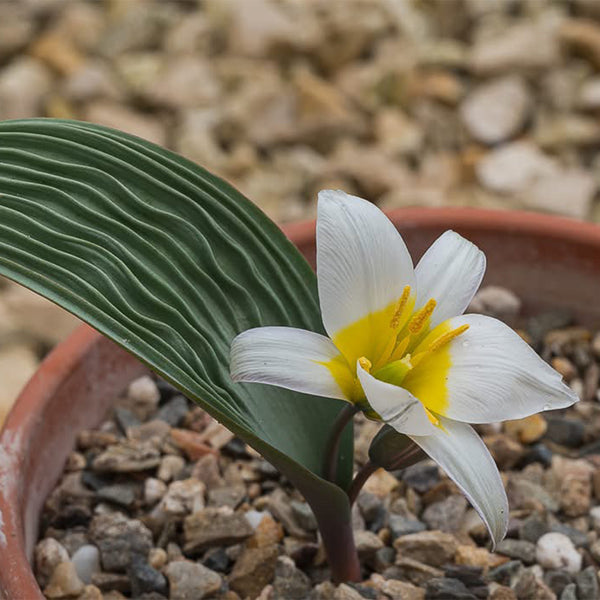 Tulipa regelii, 5 Seeds