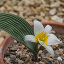 Tulipa regelii, 5 Seeds