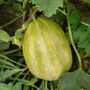 Tianfei Sweet Melon Seeds, 2g