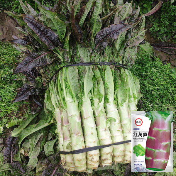 'Jiemei' Red Celtuce, 2000 Seeds
