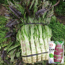 'Jiemei' Red Celtuce, 2000 Seeds
