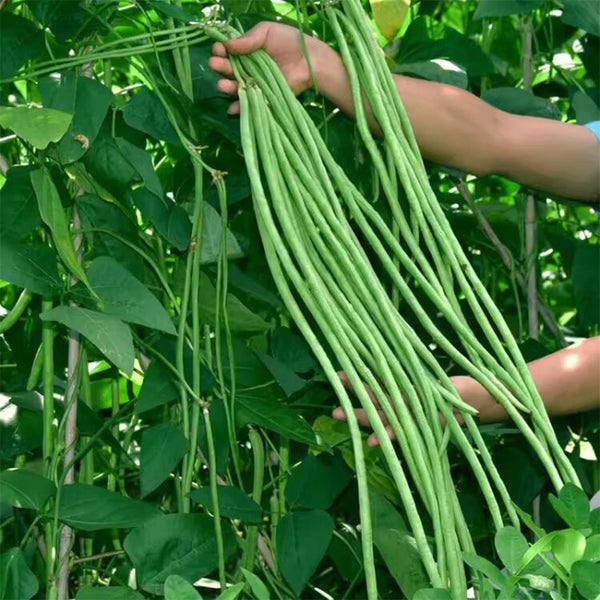 Ningjiang No.3 Yardlong Bean Seeds, 5 × 10g Bags