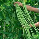 Ningjiang No.3 Yardlong Bean Seeds, 5 × 10g Bags