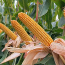 NK718 Corn Maize Hybrid, 200 Seeds