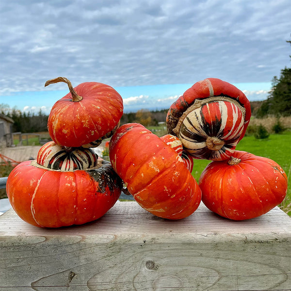 Hezhichun Turk's Turban Pumpkin, 10 Seeds
