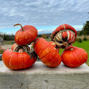Hezhichun Turk's Turban Pumpkin, 10 Seeds