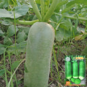 'SanNong Feicui' Fruit Radish Seeds, 100 Seeds