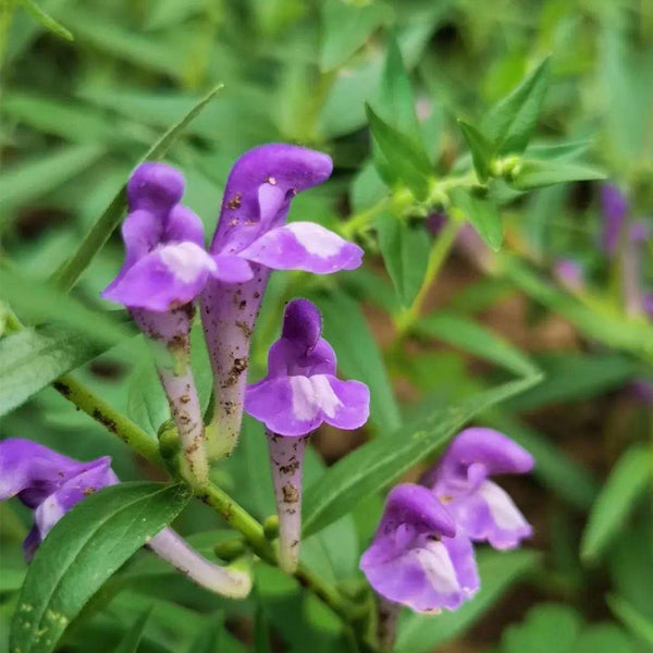 Baical Skullcap, 100 Seeds