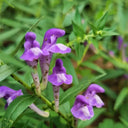 Baical Skullcap, 100 Seeds