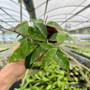 Phuwua Hoya, 5 Cuttings