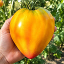 343 Midnight Sun Tomato, 3 Seeds