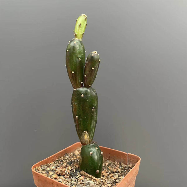 Opuntia debreczyi 'Little Clay Figure', 4-6cm