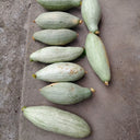 Golden Chestnut Noble Pumpkin, 10 Seeds