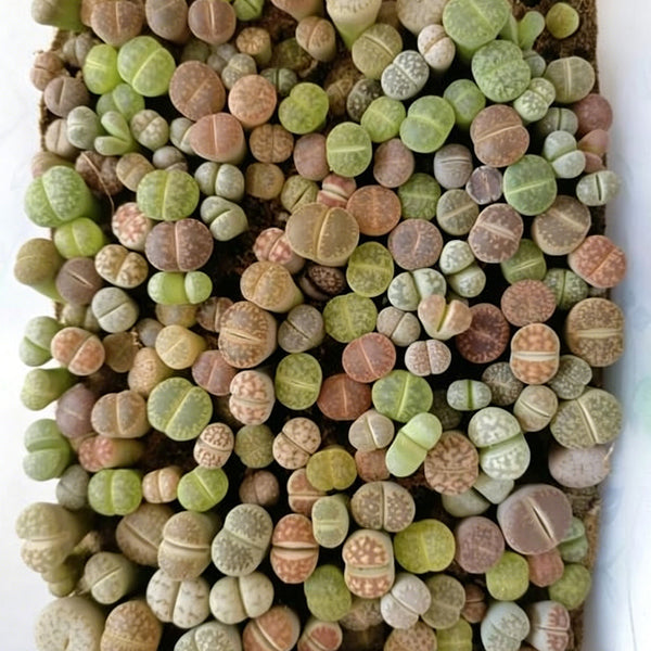 Mixed Lithops, 1000 Seeds