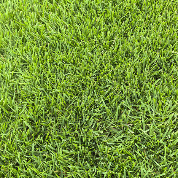 Chinese Zoysia Grass Coated Seeds, 50g