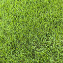 Chinese Zoysia Grass Coated Seeds, 50g