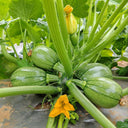 Bush Zucchini, 10 Seeds