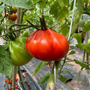 Camille Tomato, 10 Seeds